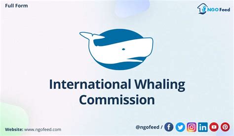 iwc full form|iwc whales.